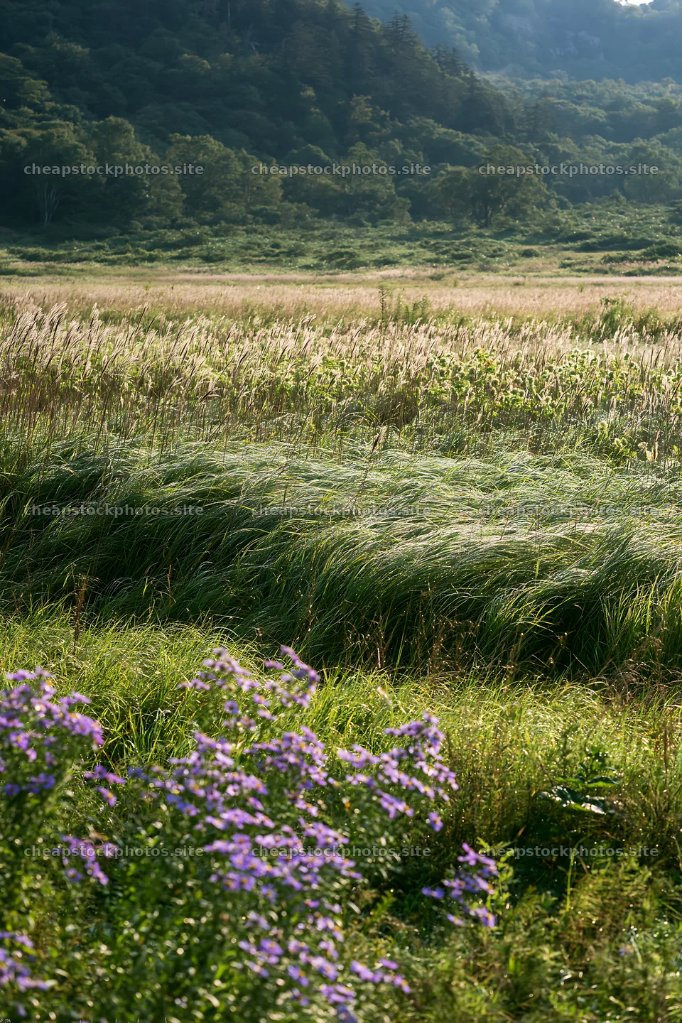 Expansive Hokkaido restoration meadow with dewdrops – stock photos 6480x9722