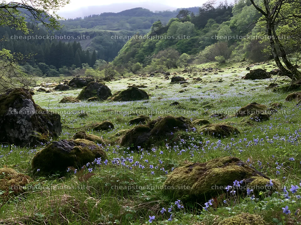 Miyagi spring recovery meadow mossy stone with flowers – stock photos 9174x6866
