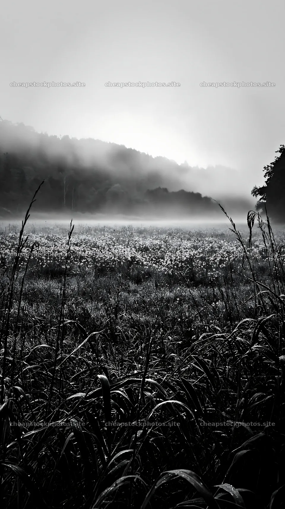 Saga floodplain meadow with reed foreground at dawn – stock photos 5938x10608