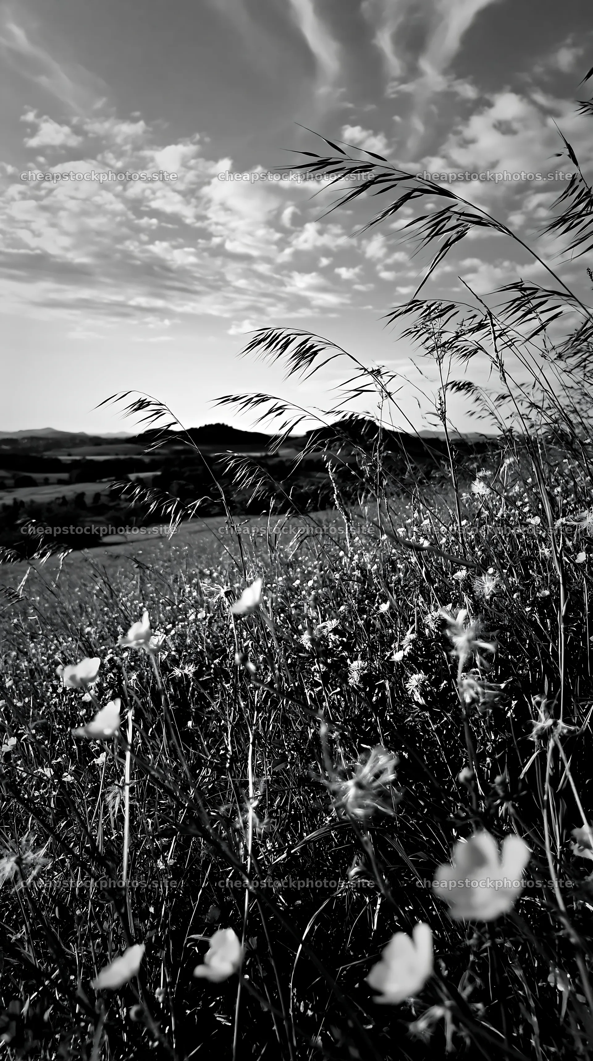 View of a meadow with wildflowers in the German foothills – stock photos 5938x10608