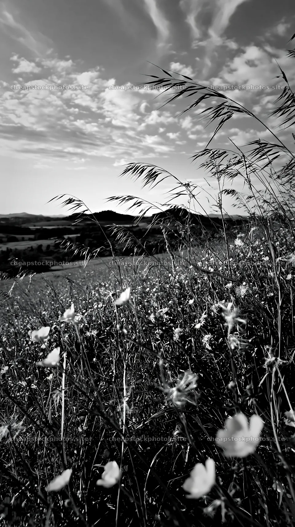 View of a meadow with wildflowers in the German foothills – stock photos 5938x10608