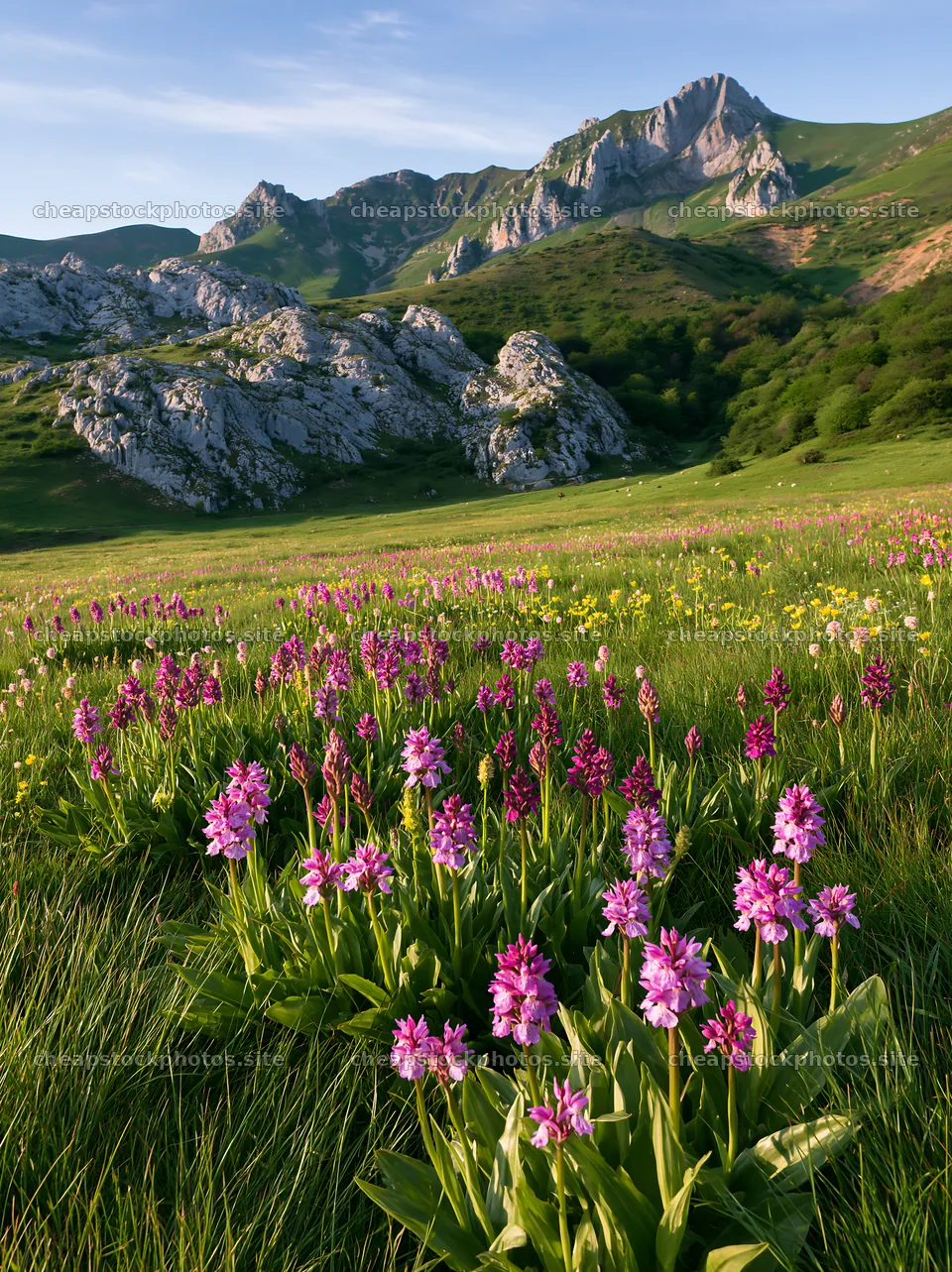 Colorful orchid meadow with mountains and blue sky – stock photos 6866x9174