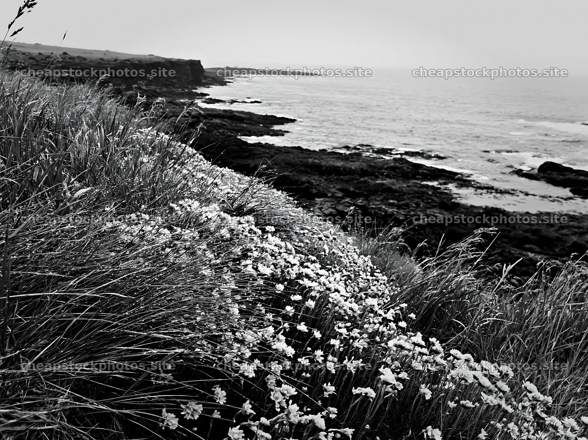 Coastal cliff meadow with flowers near the ocean – stock photos 9174x6866