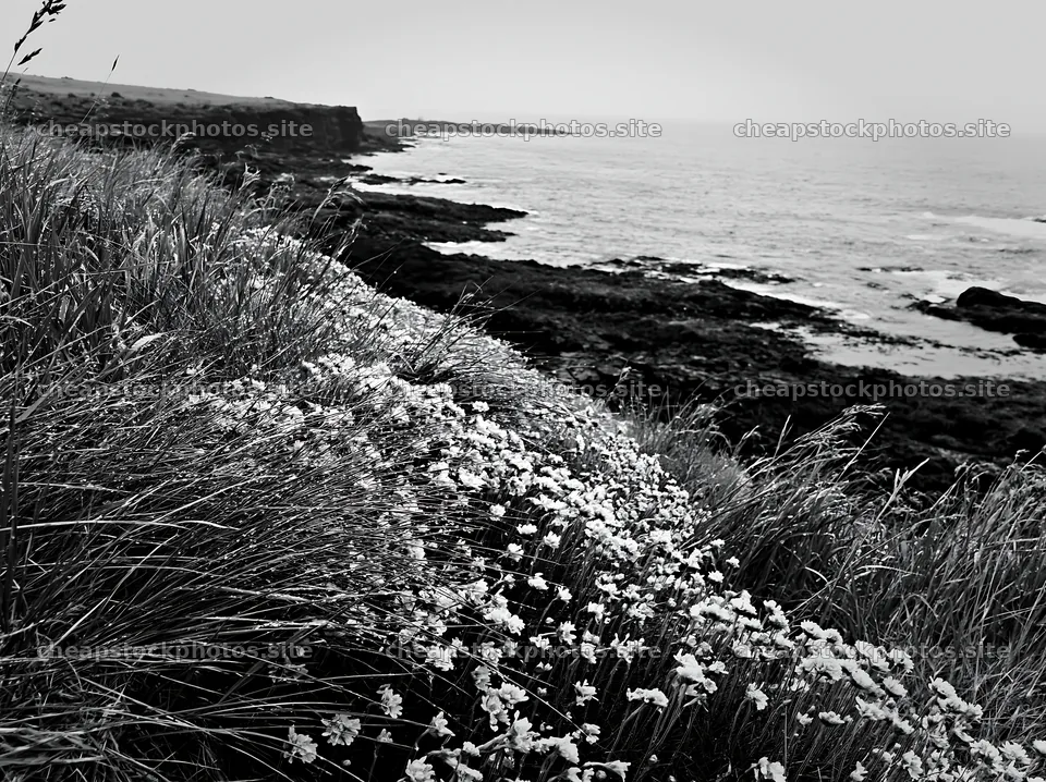 Coastal cliff meadow with flowers near the ocean – stock photos 9174x6866