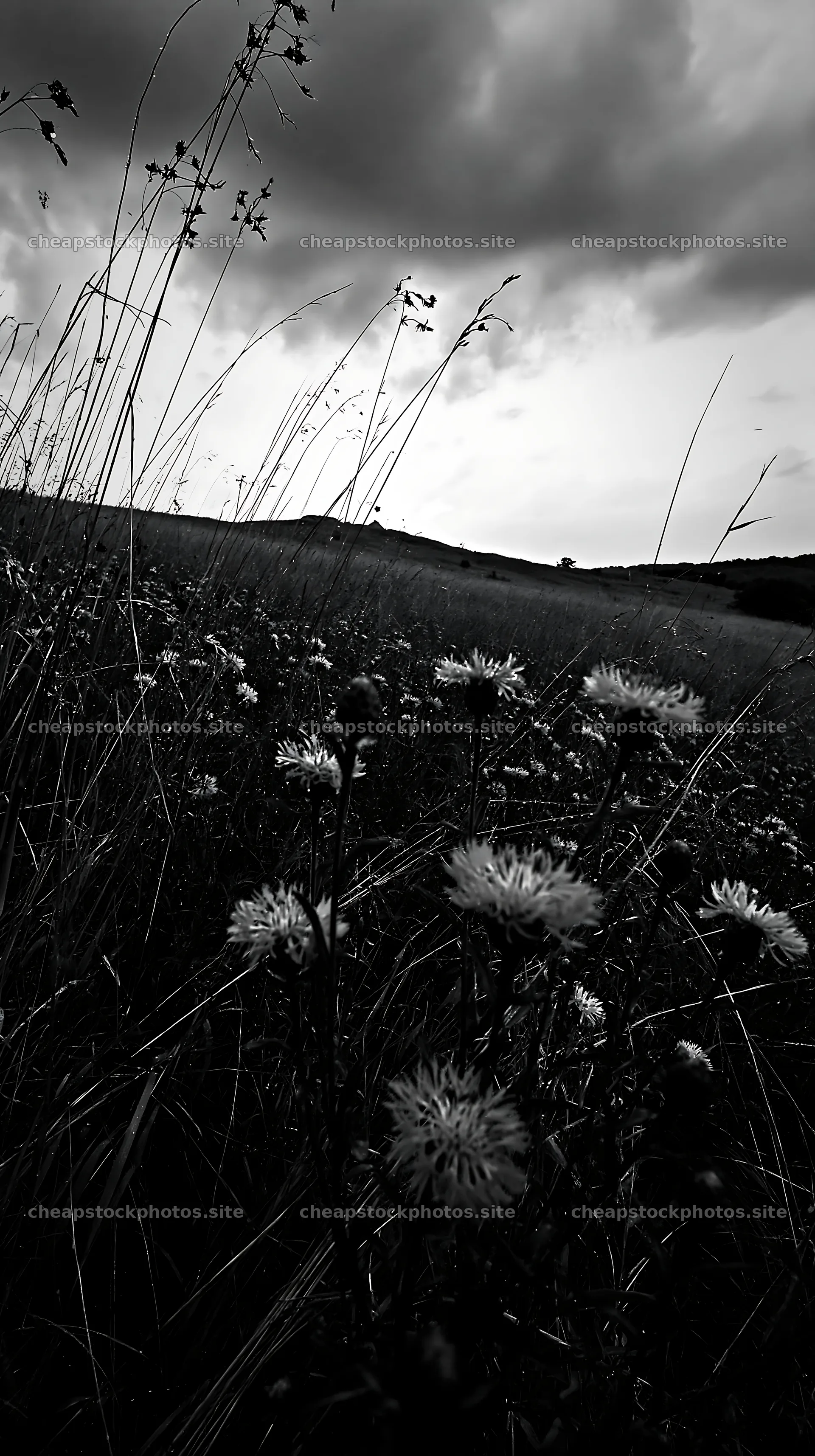 Violet knapweed meadow under cloudy sky – stock photos 5938x10608