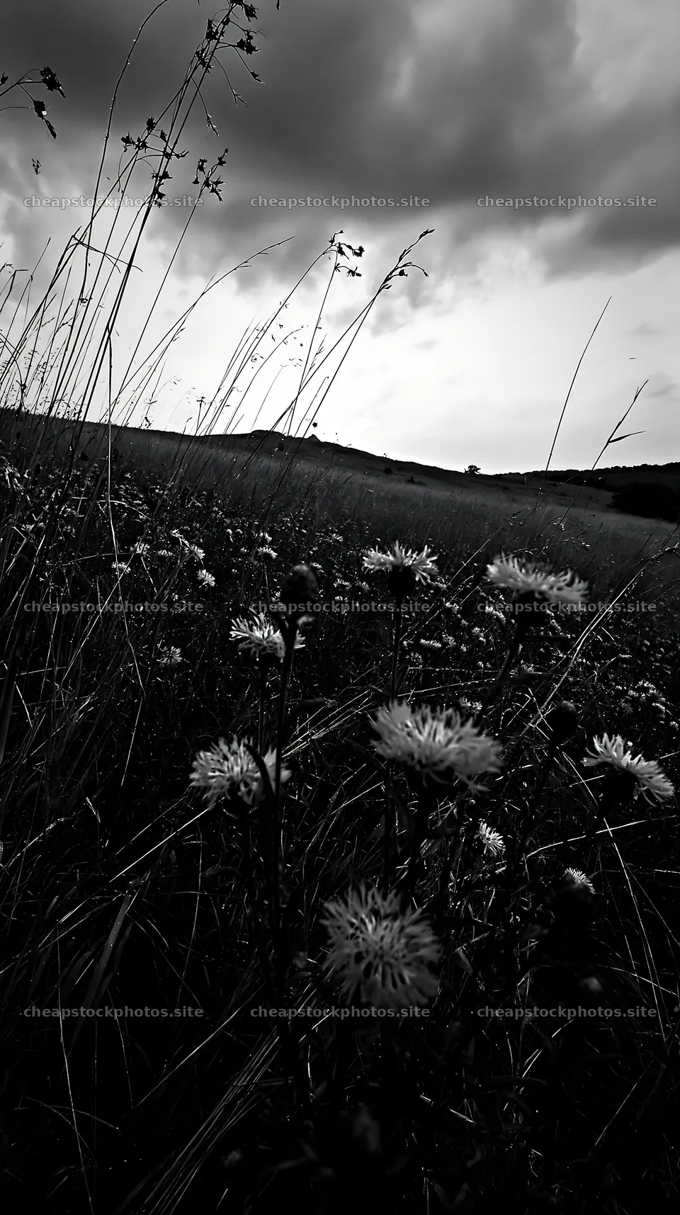 Violet knapweed meadow under cloudy sky – stock photos 5938x10608