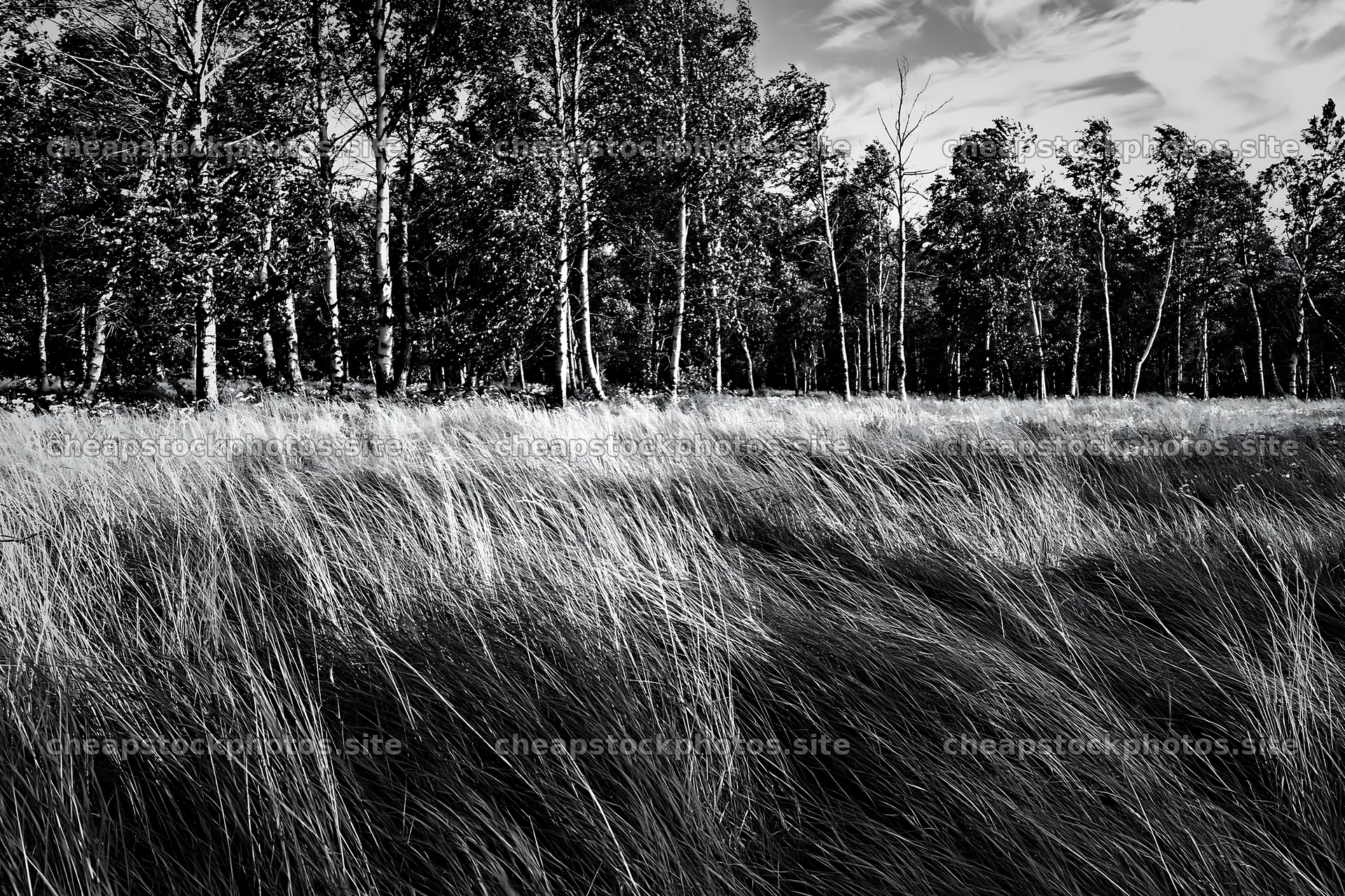 Birch forest meadow with tall grass under a blue sky – stock photos 9722x6480