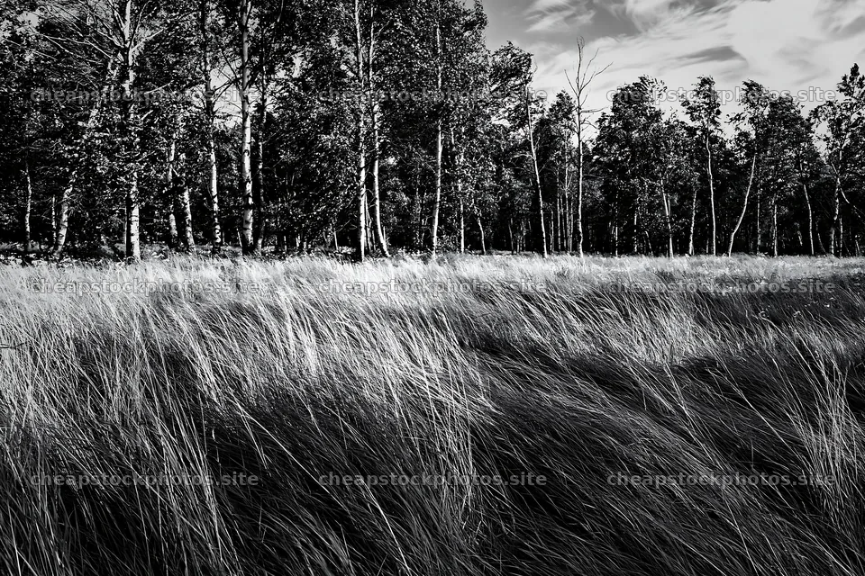 Birch forest meadow with tall grass under a blue sky – stock photos 9722x6480