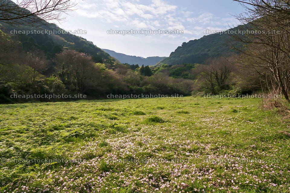 Fukuoka spring meadow fallen blossom foreground – stock photos 9722x6480