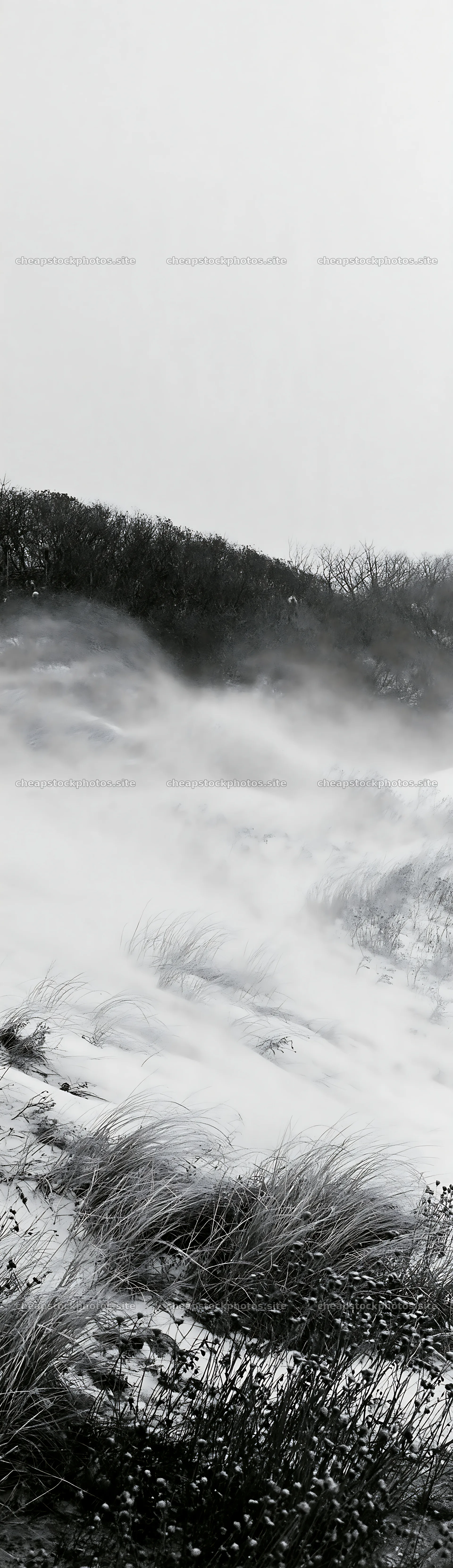 Snow-covered dune meadow with blowing snow and trees in background – stock photos 4268x14762