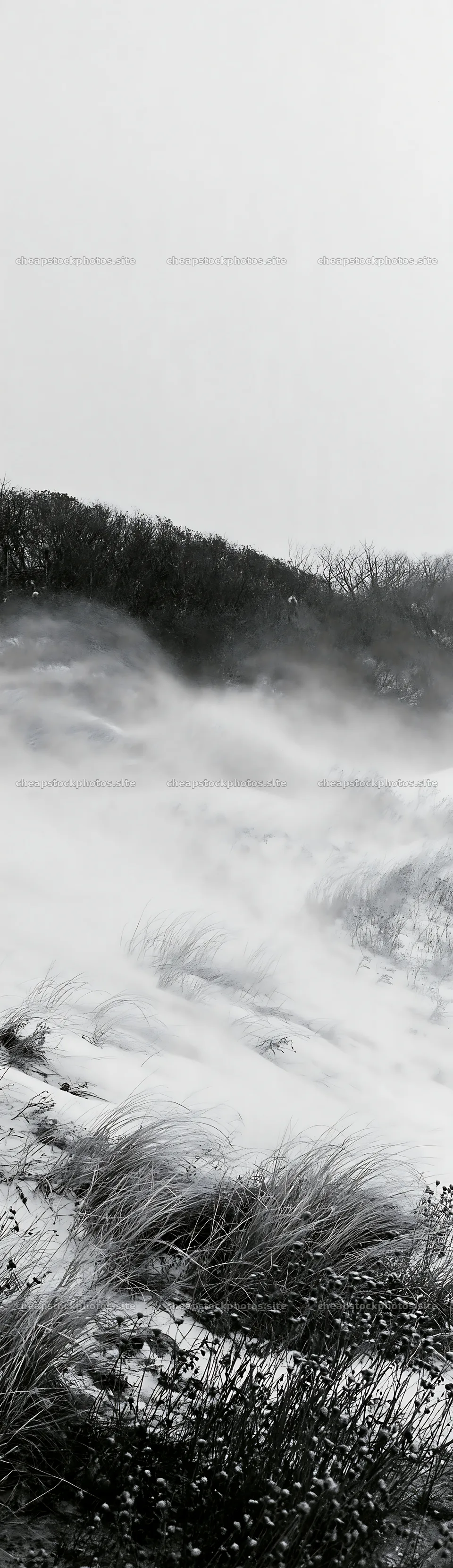 Snow-covered dune meadow with blowing snow and trees in background – stock photos 4268x14762