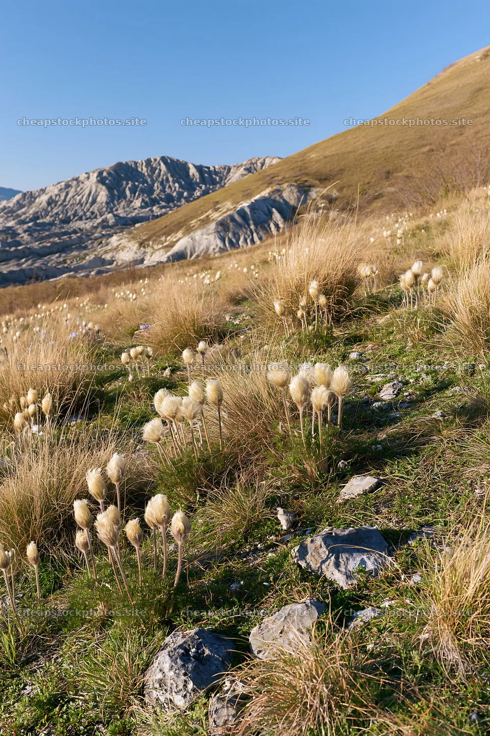 Sunny chalk meadow with wild plants and mountains in background – stock photos 6480x9722
