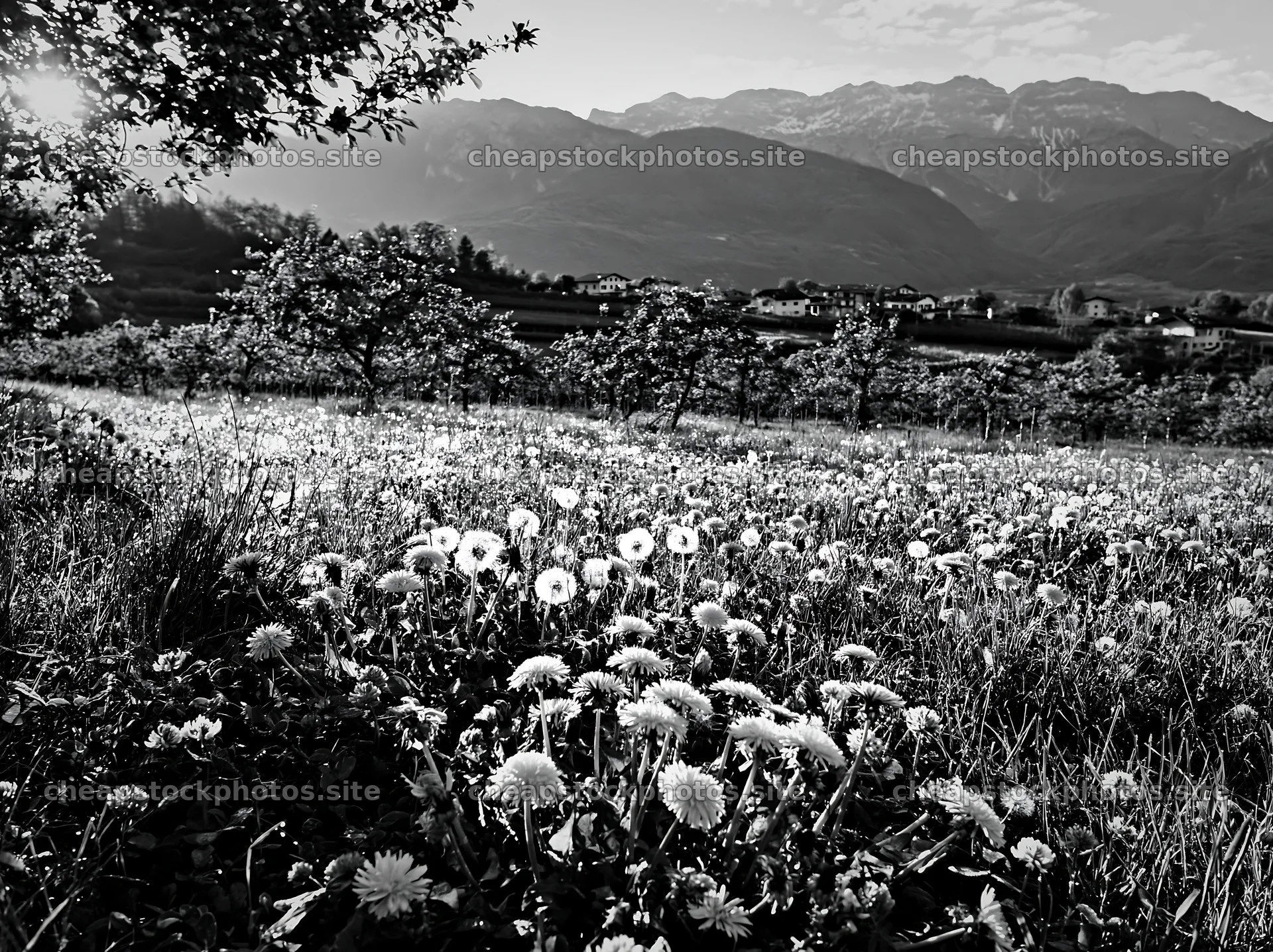 Spring orchard meadow with flowers and mountains in background – stock photos 9174x6866