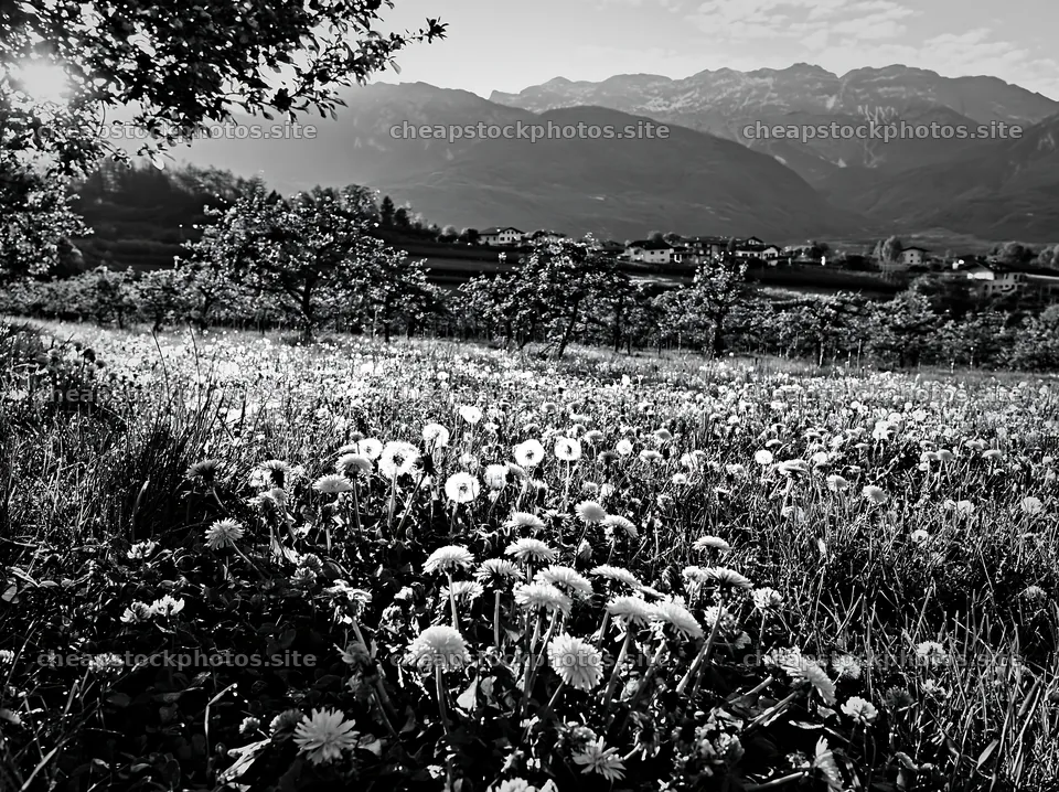 Spring orchard meadow with flowers and mountains in background – stock photos 9174x6866