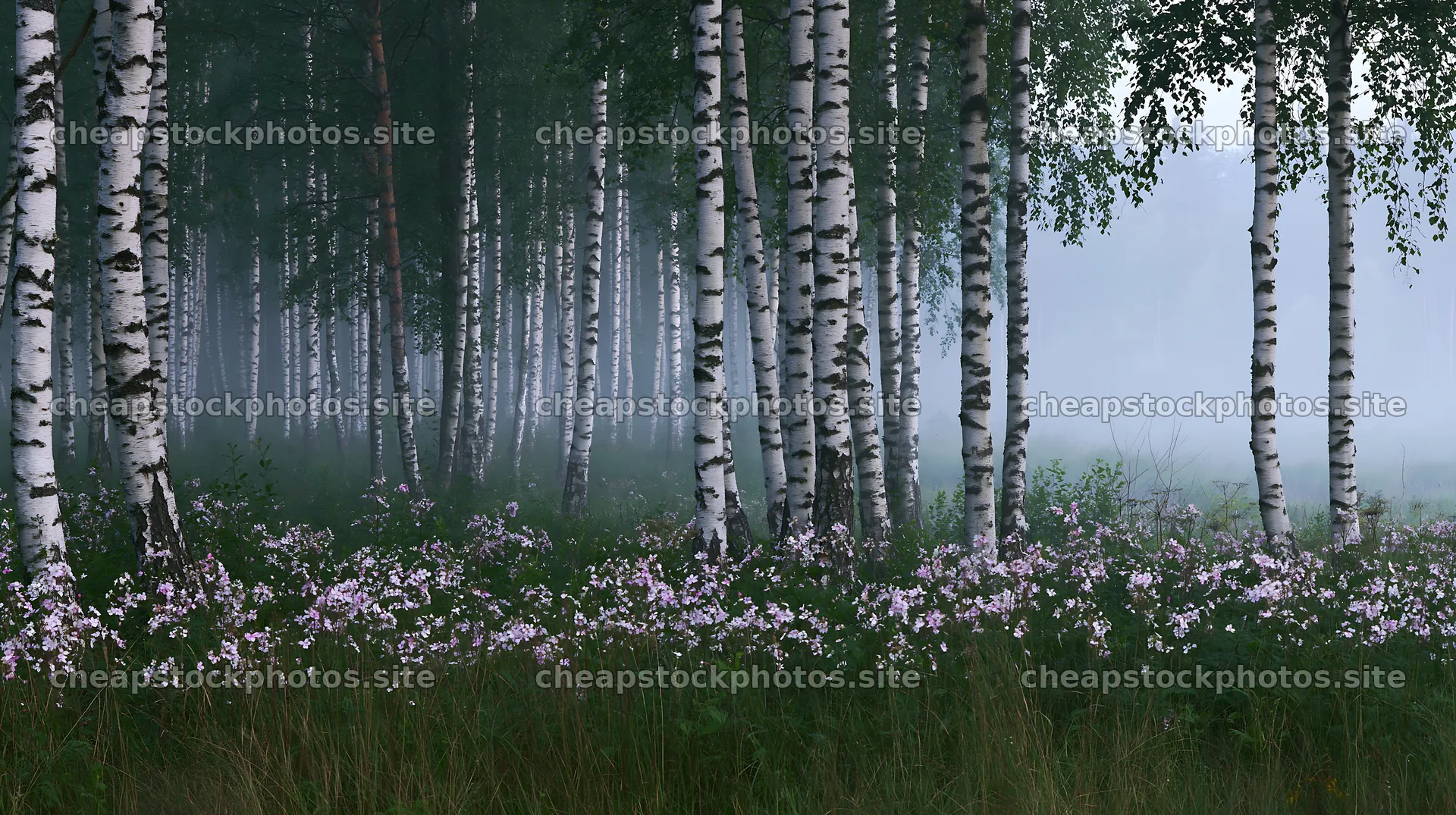 Birch forest meadow with flowers and mist in the morning – stock photos 10608x5938
