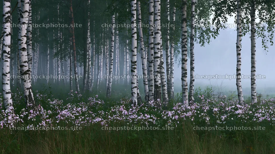Birch forest meadow with flowers and mist in the morning – stock photos 10608x5938