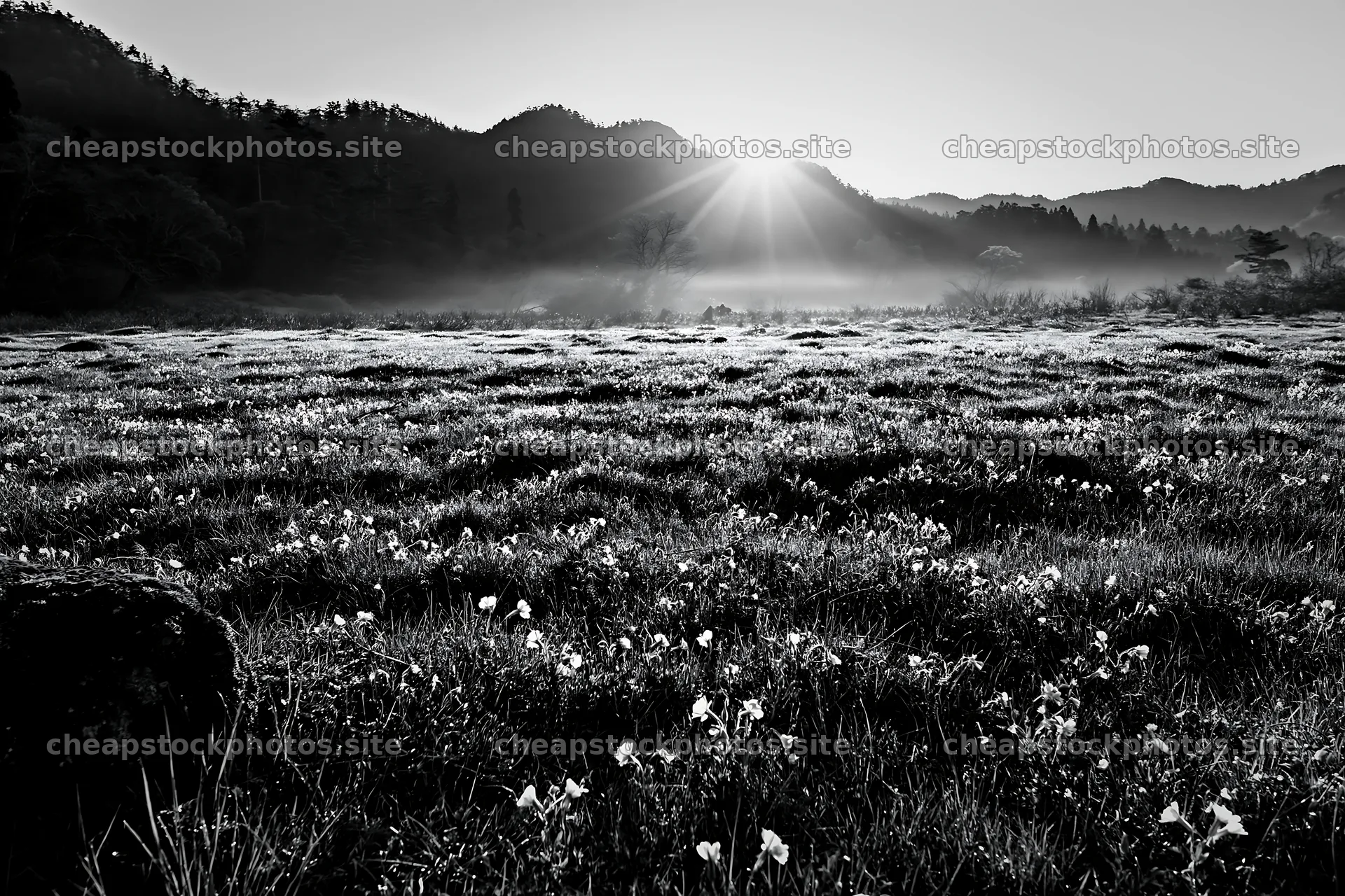 Miyagi spring recovery meadow with mossy stones and flowers – stock photos 9722x6480