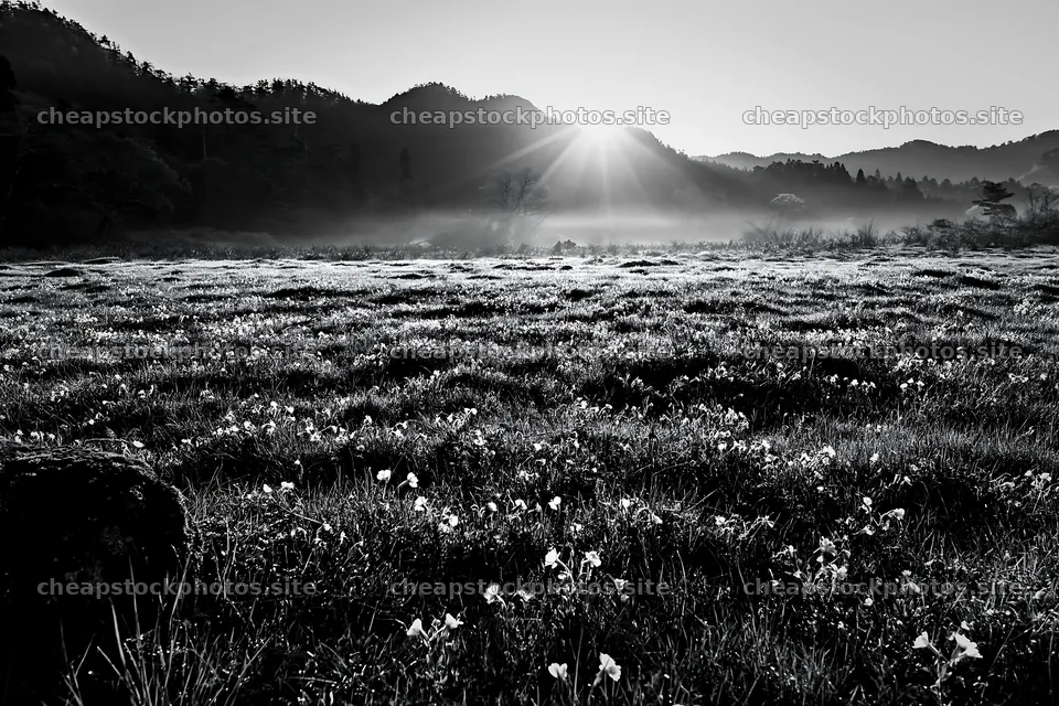 Miyagi spring recovery meadow with mossy stones and flowers – stock photos 9722x6480