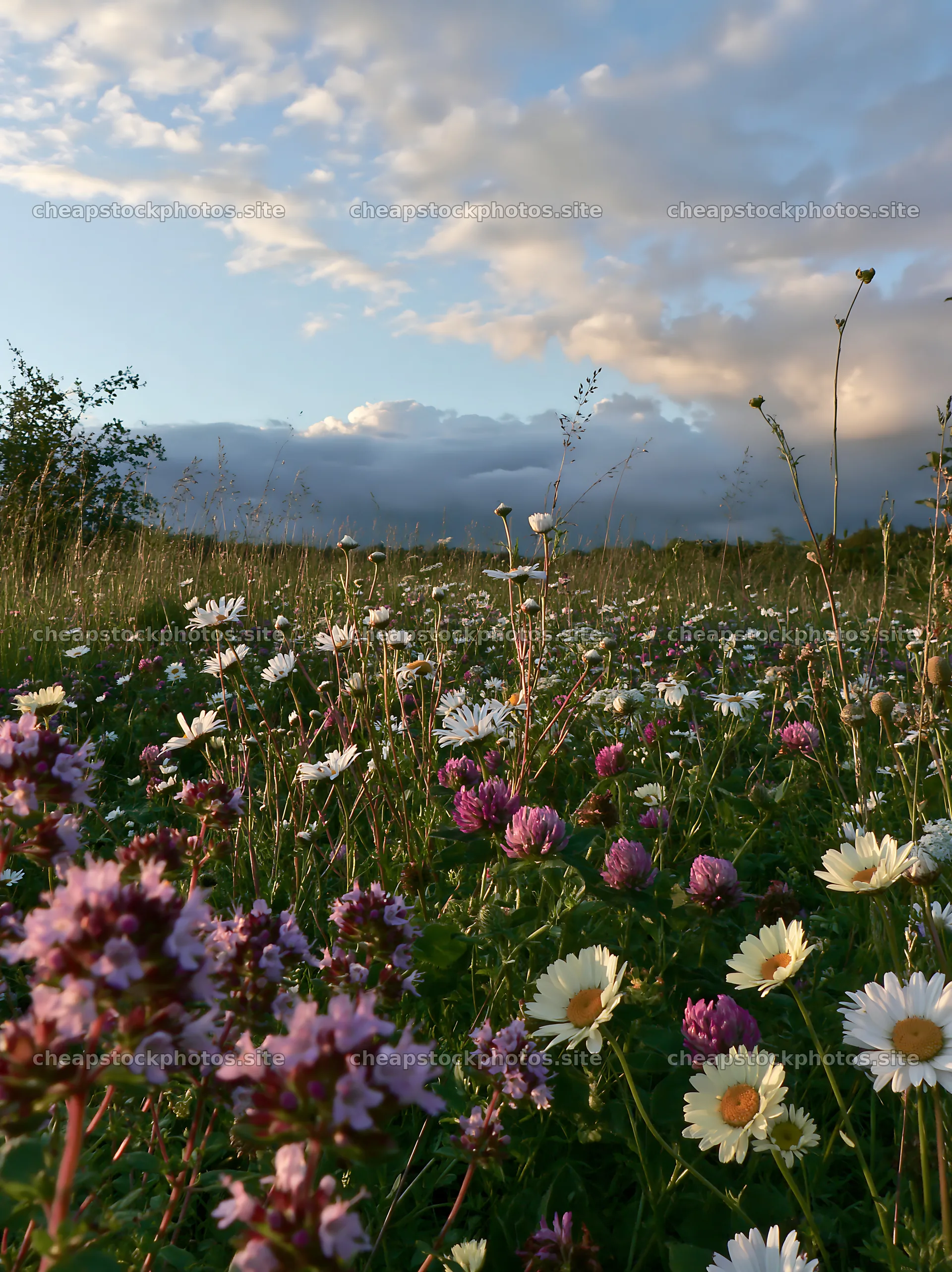 Christmas apple tree meadow with wild thyme and lights – stock photos 6866x9174