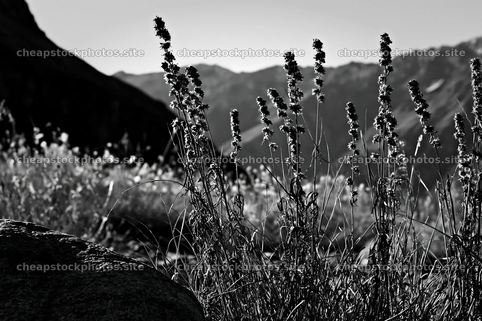 Seedhead meadow showing dried plants and rocky terrain – stock photos 9722x6480