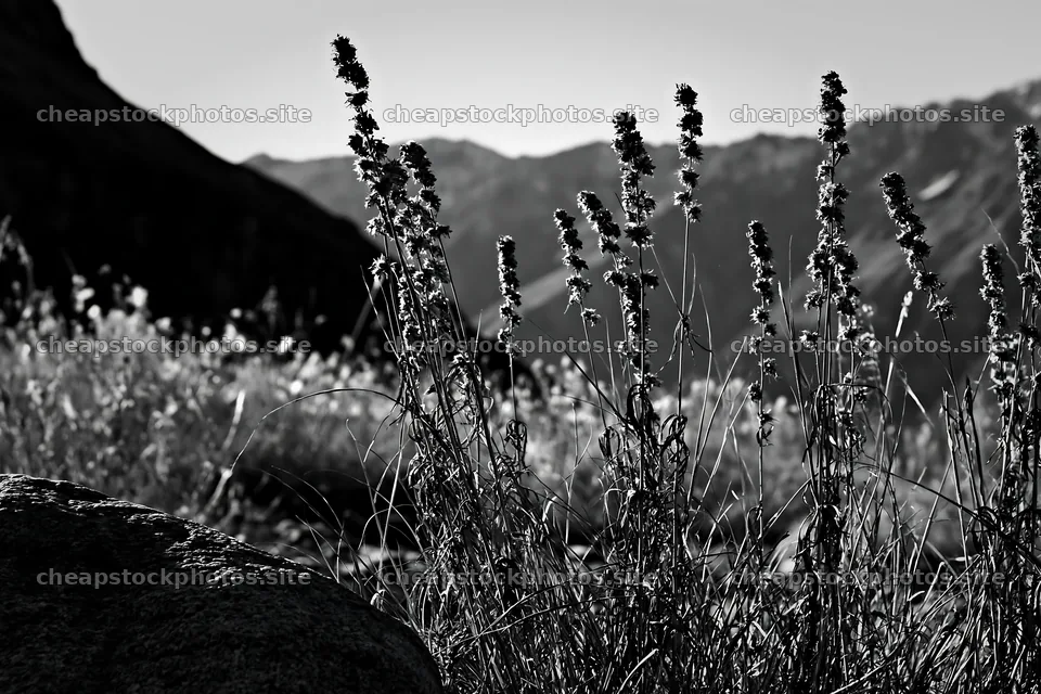 Seedhead meadow showing dried plants and rocky terrain – stock photos 9722x6480
