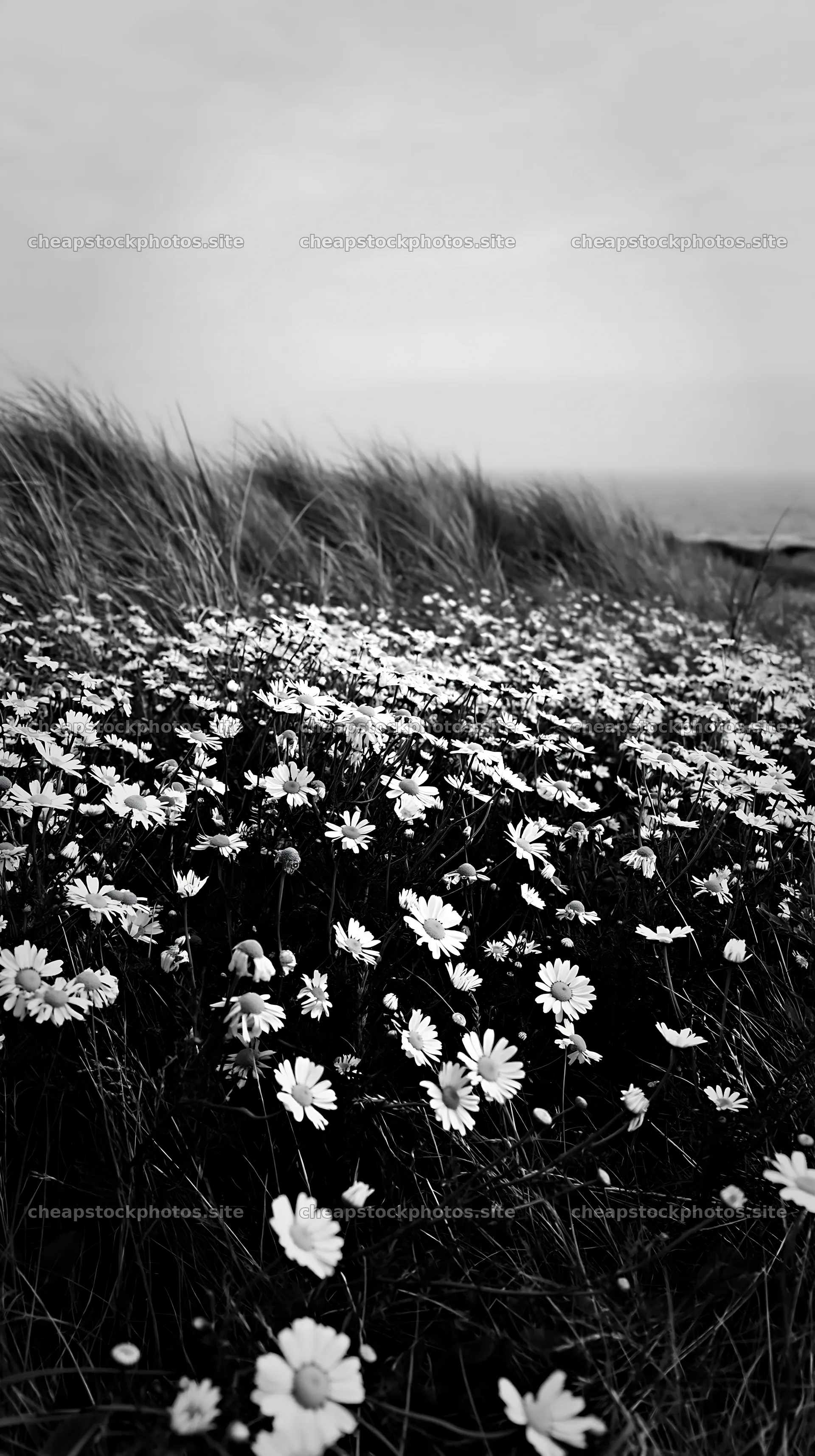 Chamomile meadow filled with flowers and grass by the coast – stock photos 5938x10608