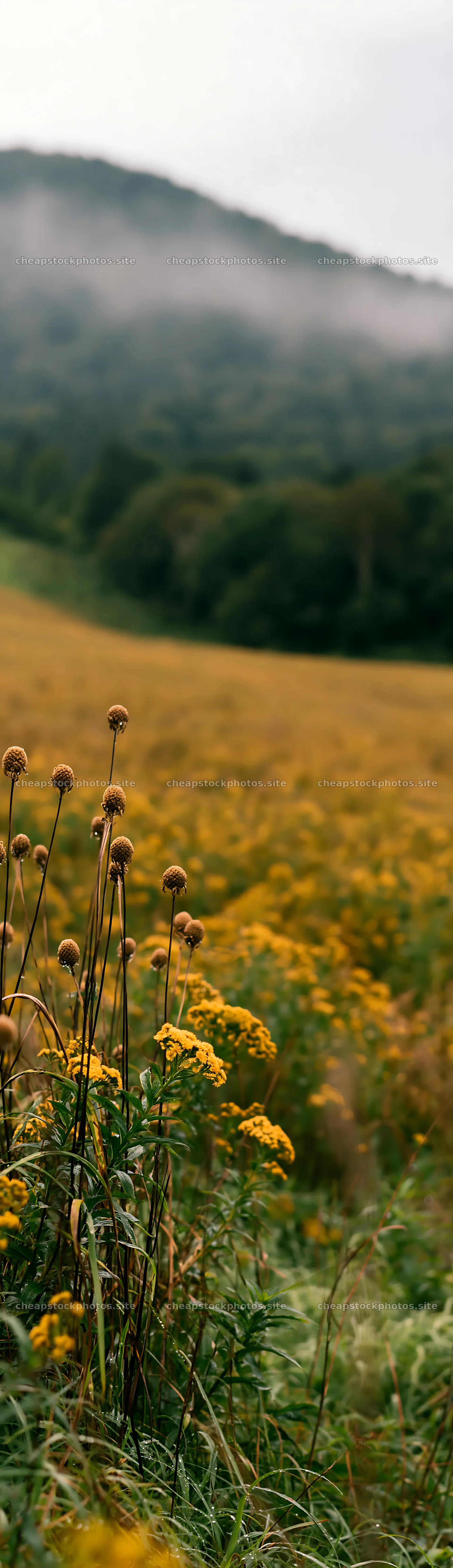 Iwate rain refreshed meadow seedhead foreground – stock photos 4268x14762
