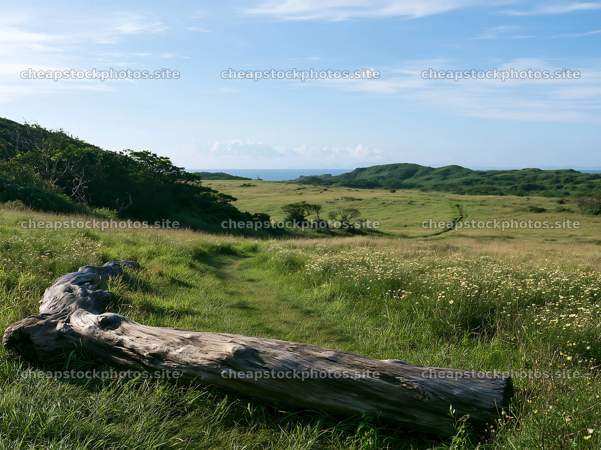 Chiba coastal climate meadow with driftwood in the foreground – stock photos 9174x6866