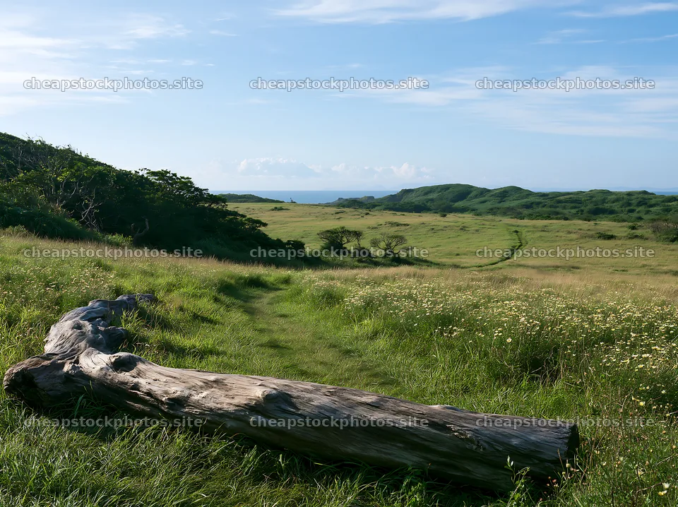 Chiba coastal climate meadow with driftwood in the foreground – stock photos 9174x6866