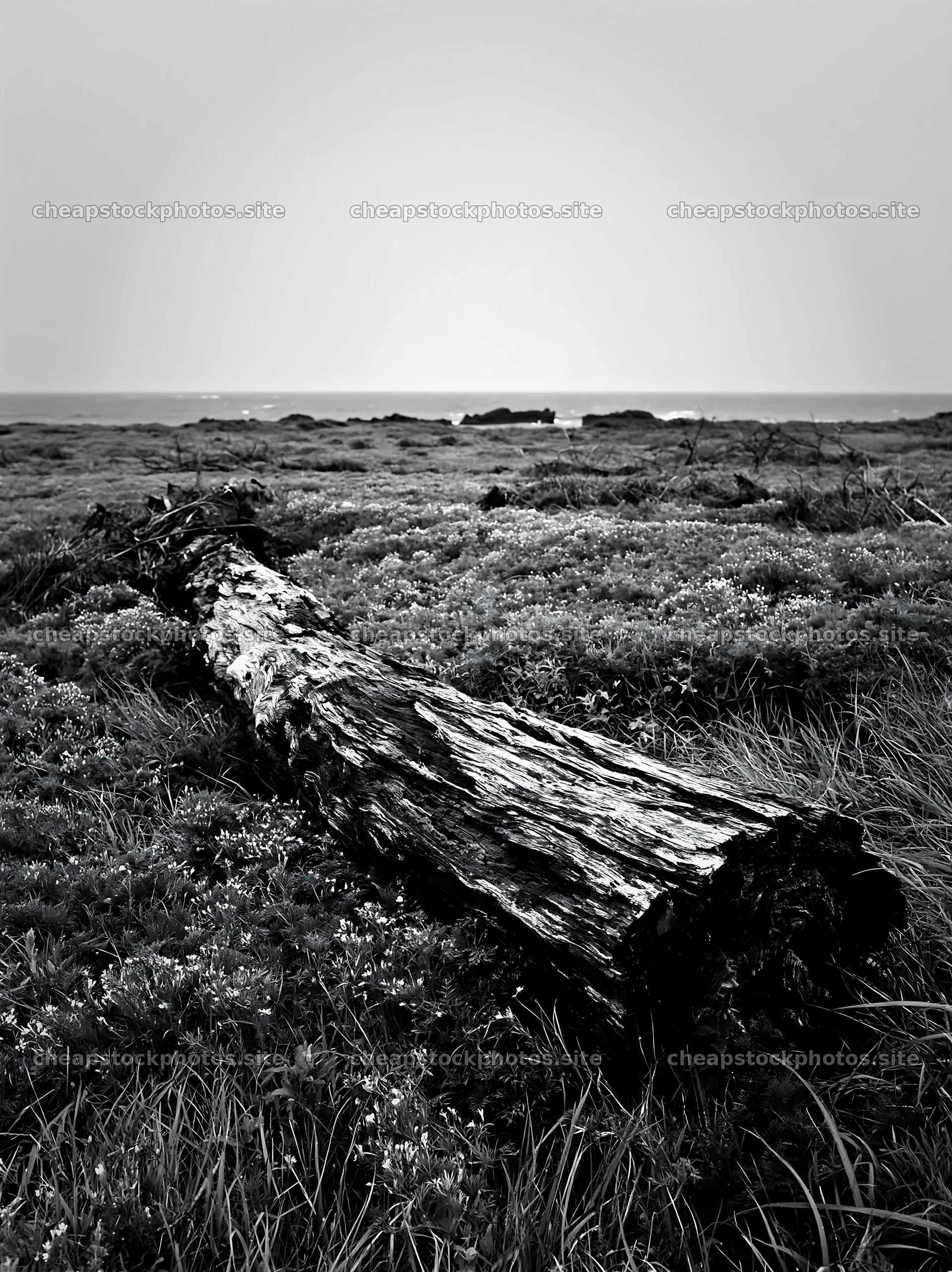 Ishikawa coastal meadow storm washed driftwood – stock photos 6866x9174