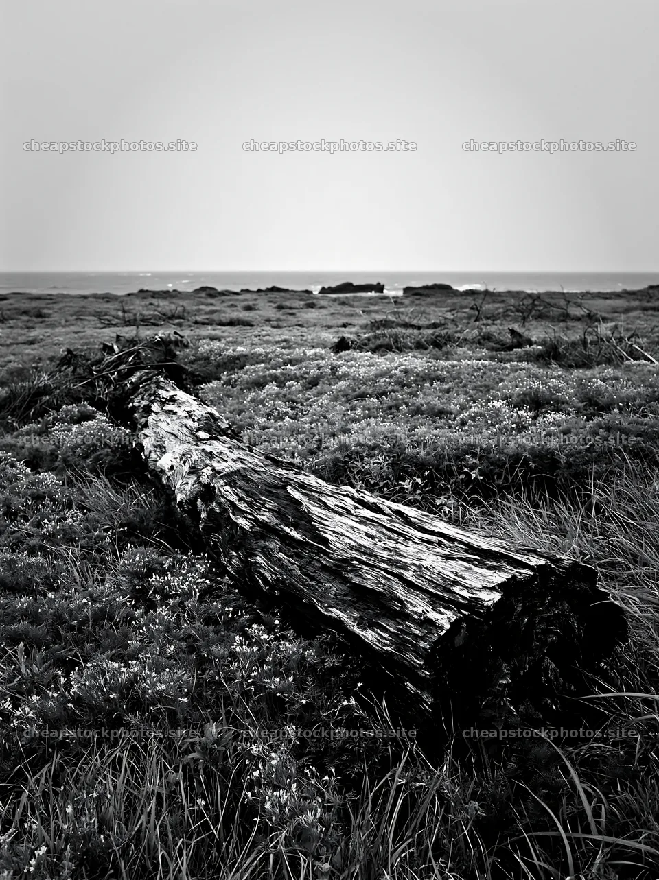 Ishikawa coastal meadow storm washed driftwood – stock photos 6866x9174
