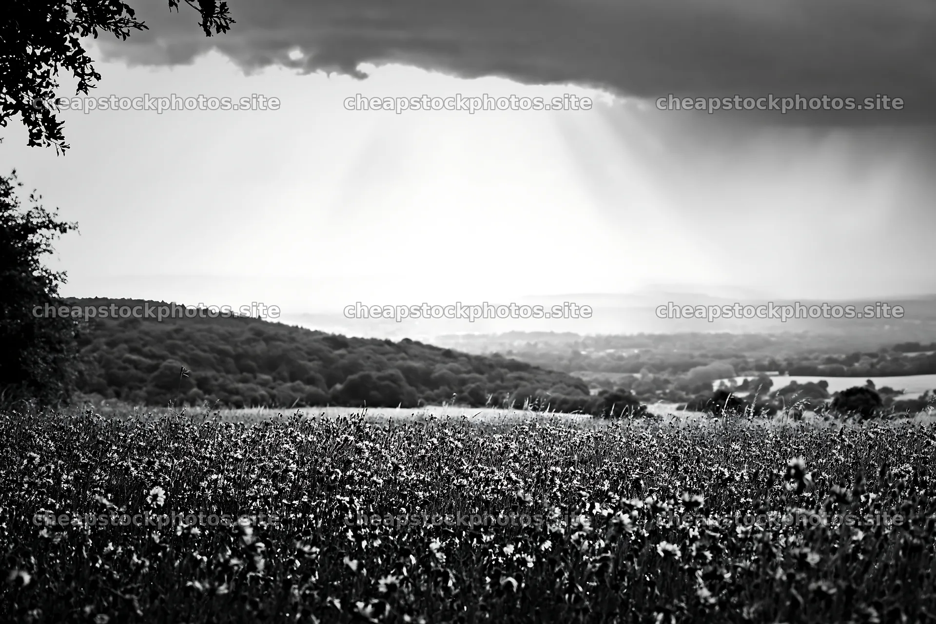 Cornflower meadow website header image with distant mountains – stock photos 9722x6480