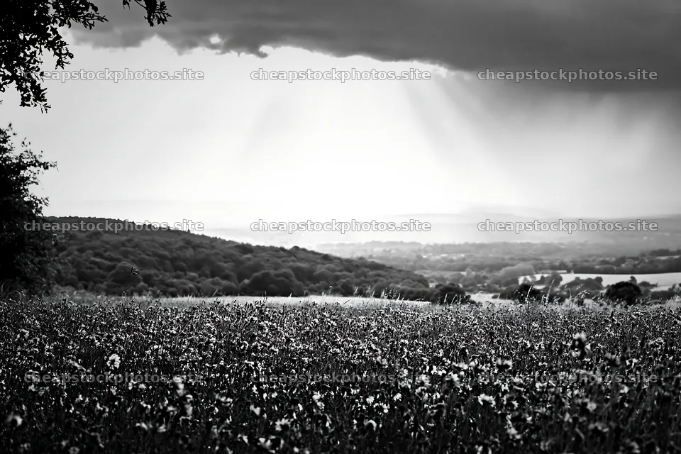 Cornflower meadow website header image with distant mountains – stock photos 9722x6480