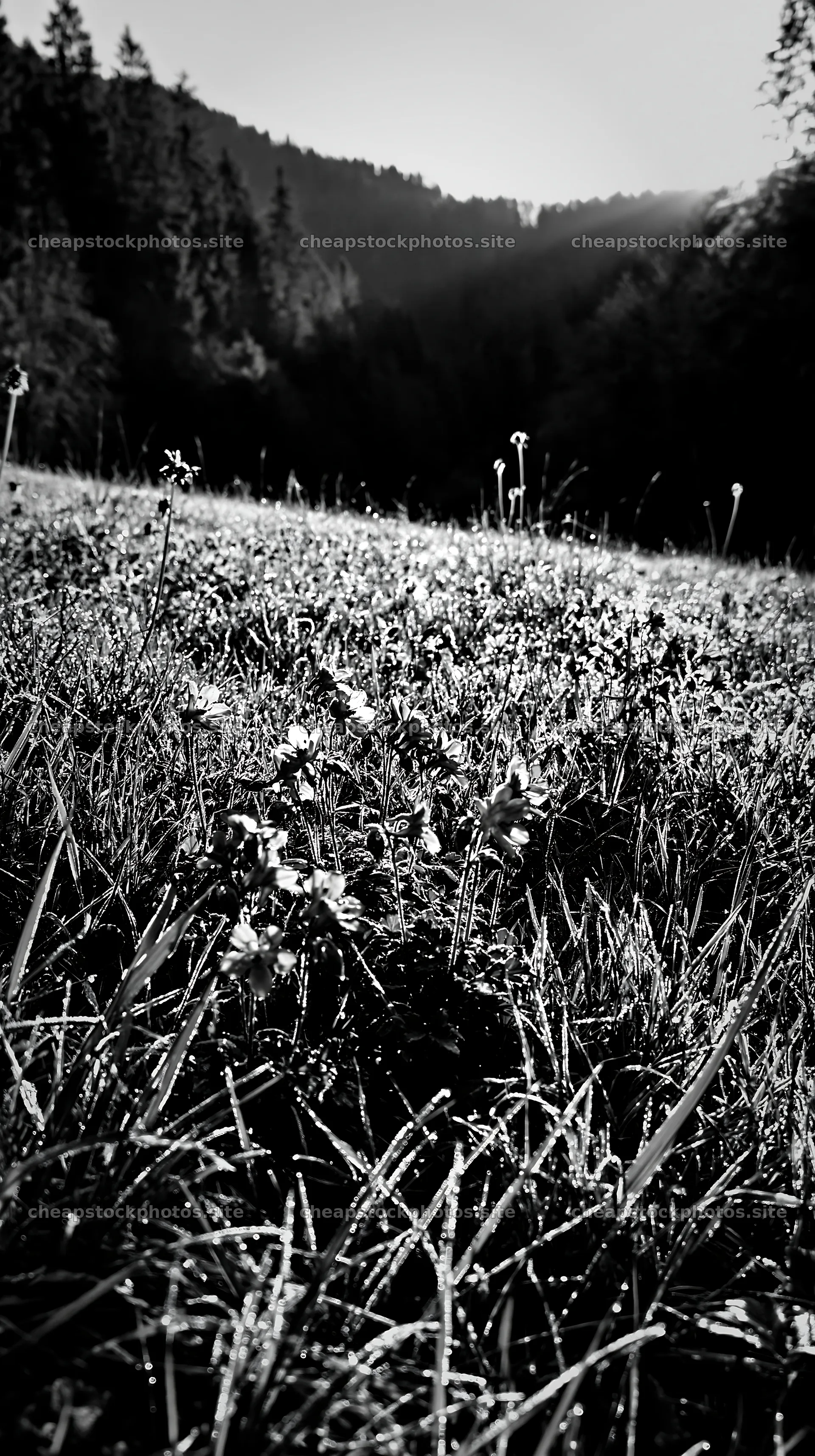 Morning dew on meadow in German foothills – stock photos 5938x10608