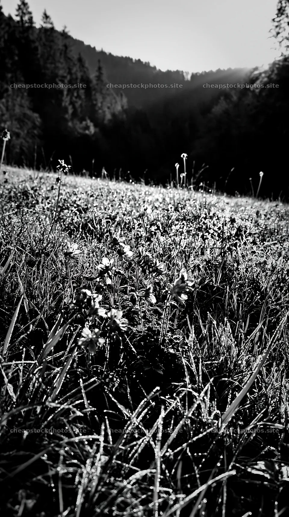 Morning dew on meadow in German foothills – stock photos 5938x10608