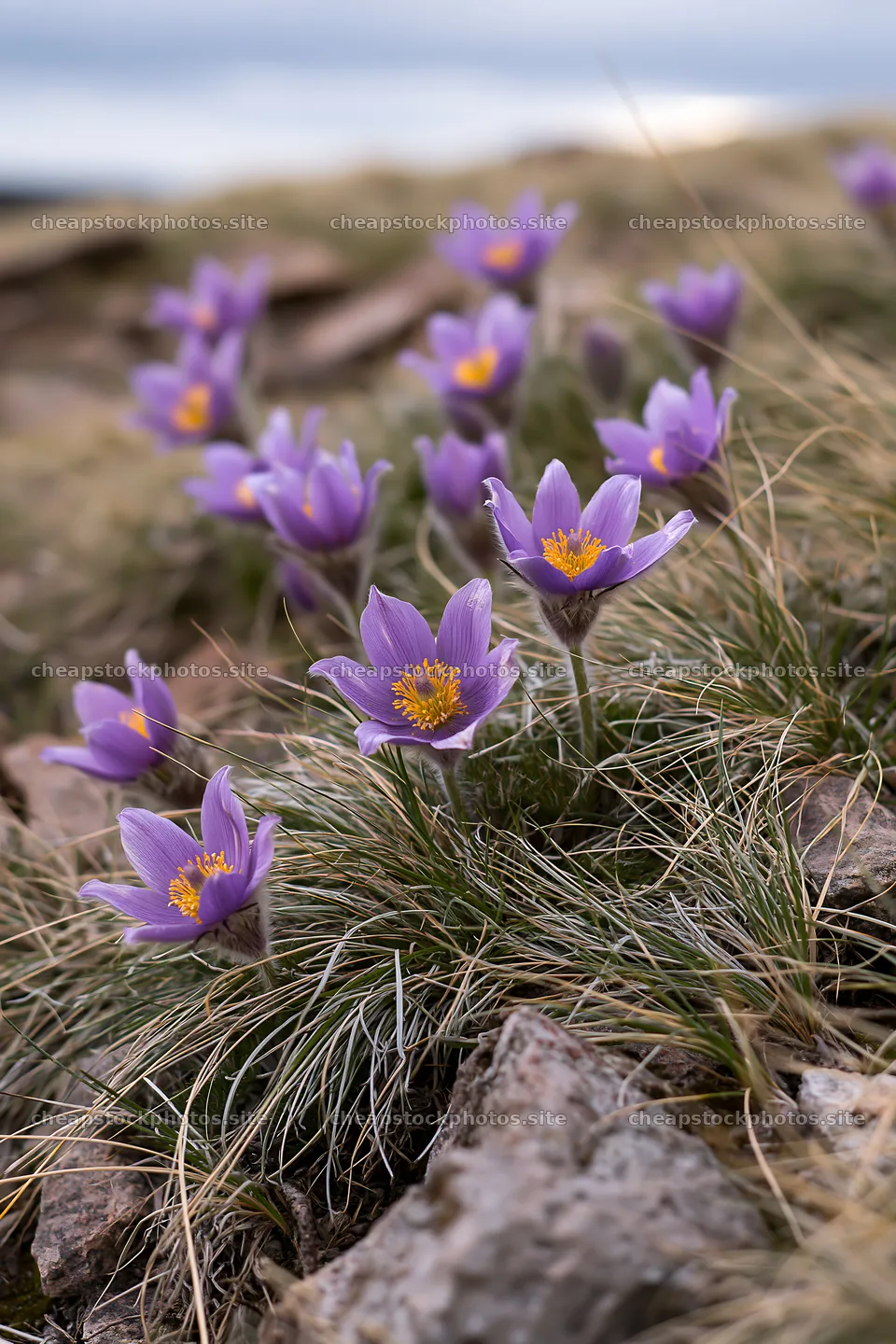 Cloudy pasque flower meadow with purple blossoms in spring – stock photos 6480x9722