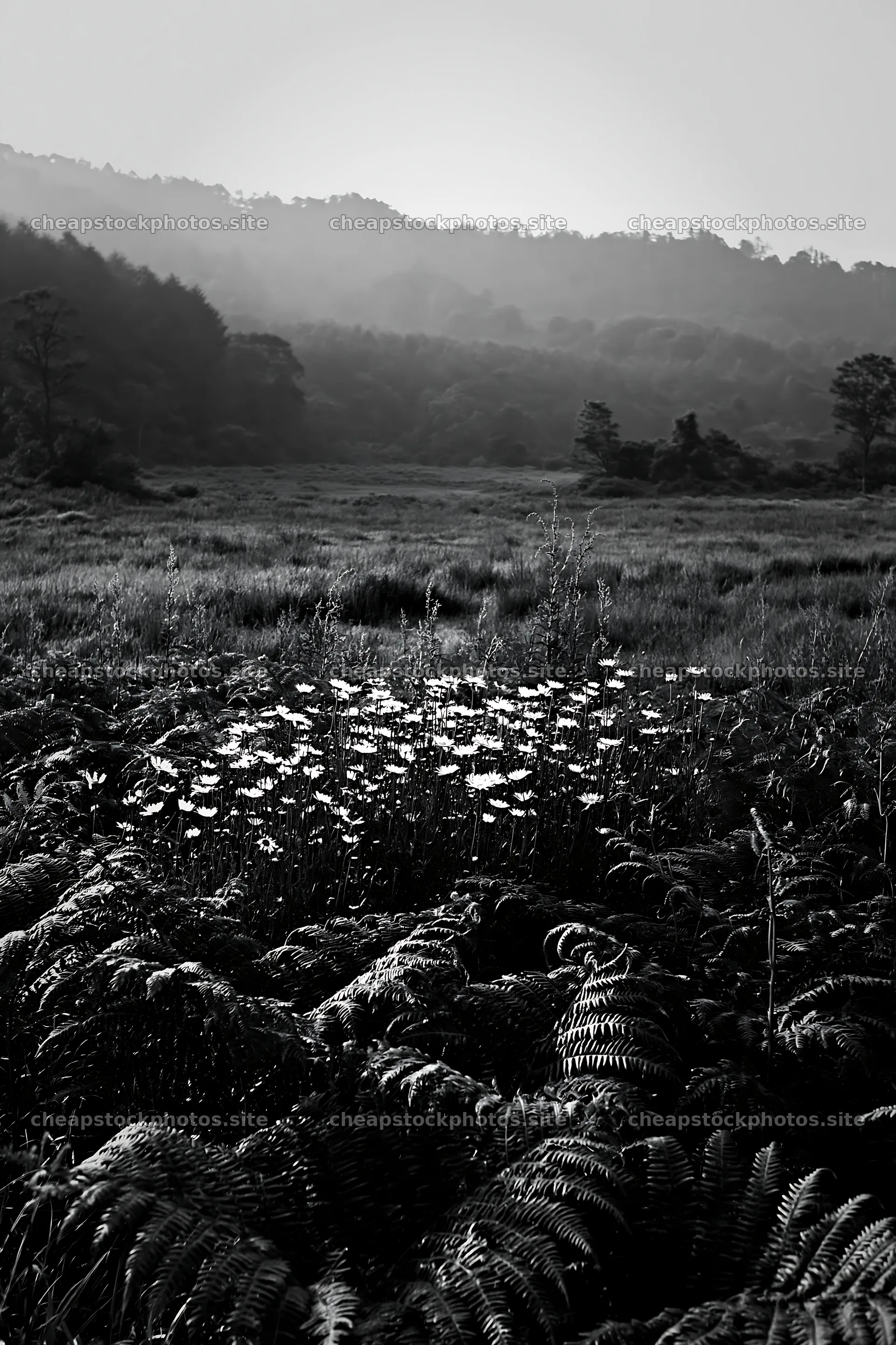Nara summer meadow with ferns and flowers in the foreground – stock photos 6480x9722