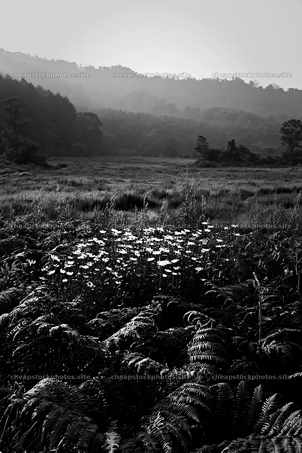 Nara summer meadow with ferns and flowers in the foreground – stock photos 6480x9722